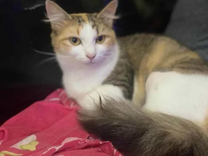 Gato raça SRD idade 1 ano nome Jade