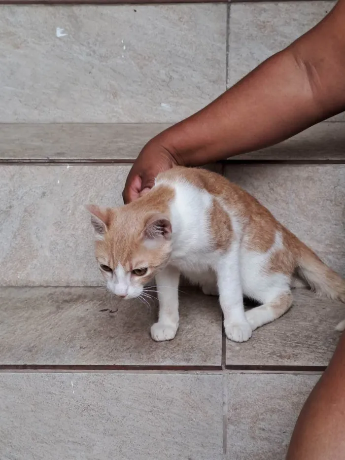 Gato raça SRD idade 2 a 6 meses nome Junior