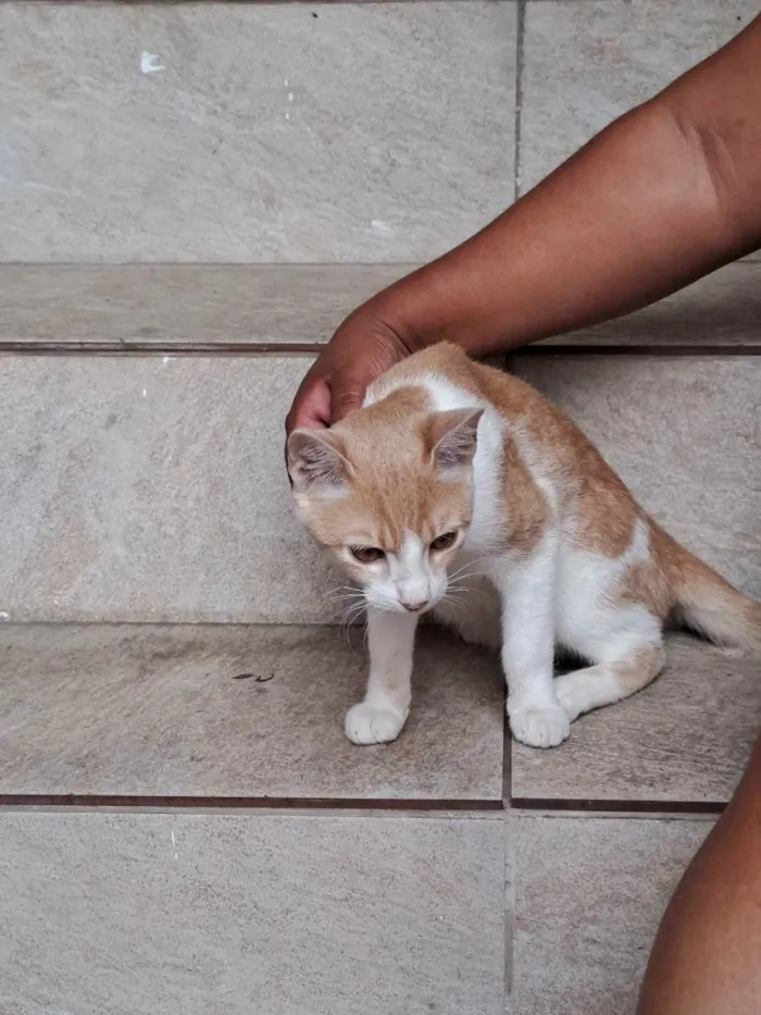 Gato raça SRD idade 2 a 6 meses nome Junior