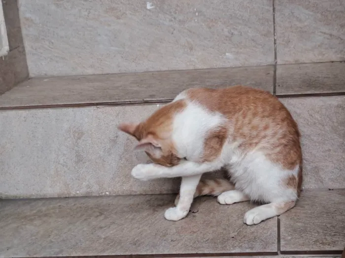 Gato raça SRD idade 2 a 6 meses nome Junior