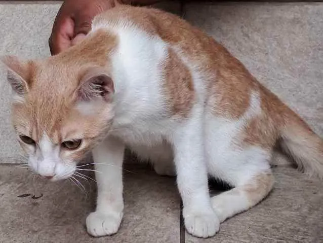 Gato raça SRD idade 2 a 6 meses nome Junior