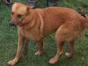 Cachorro ra a Não definida idade 2 anos nome Lobinho