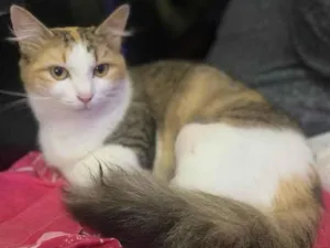 Gato raça SRD idade 1 ano nome Jade