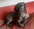Cachorro raça SRD idade 1 ano nome Lua