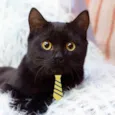Tom 