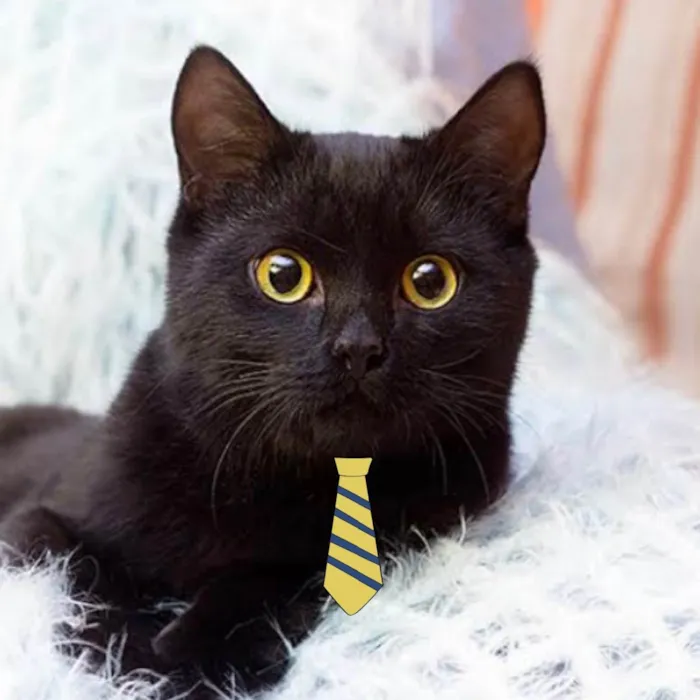 Gato ra a Mestiço  idade 2 a 6 meses nome Tom 