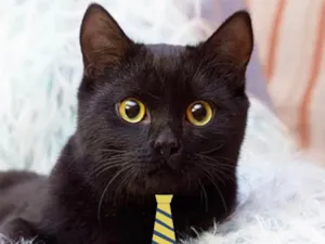 Gato raça Mestiço  idade 2 a 6 meses nome Tom 