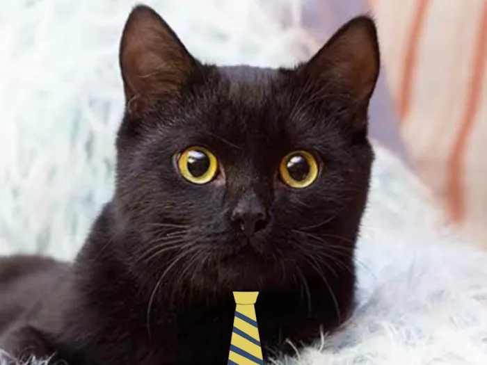 Gato ra a Mestiço  idade 2 a 6 meses nome Tom 