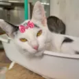 Susi 