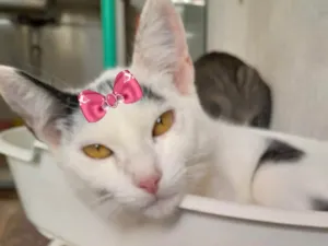 Gato raça Mestiça  idade 2 a 6 meses nome Susi 