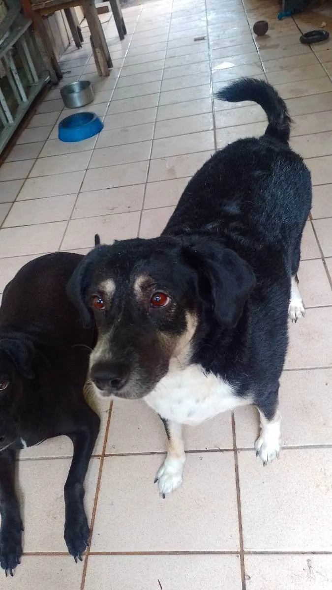 Cachorro ra a Labrador com pitbull idade 4 anos nome Blacko