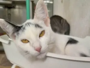 Gato raça Mestiço  idade 2 a 6 meses nome Léo 