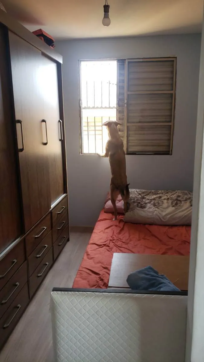 Cachorro raça Sem raça definida  idade 7 a 11 meses nome Nala