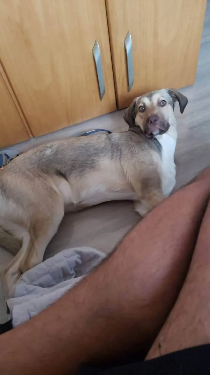 Cachorro raça Sem raça definida  idade 7 a 11 meses nome Nala