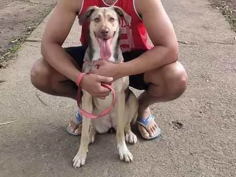 Cachorro raça Sem raça definida  idade 7 a 11 meses nome Nala