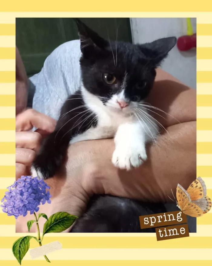 Gato raça Srd idade 2 anos nome Dori