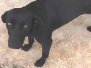 Cachorro raça SRD idade 1 ano nome Pretinha