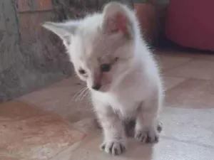 Gato raça Misturado  idade Abaixo de 2 meses nome Não tem