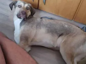 Cachorro raça Sem raça definida  idade 7 a 11 meses nome Nala