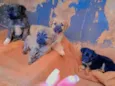 Nao tem
