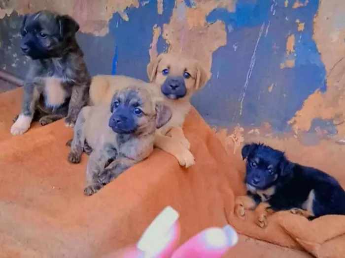 Cachorro ra a Vira-lata idade 2 a 6 meses nome Nao tem
