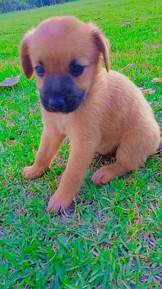 Cachorro ra a Vira-lata idade 2 a 6 meses nome Nao tem