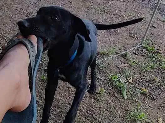 Cachorro ra a Desconhecida  idade 2 a 6 meses nome Oreo