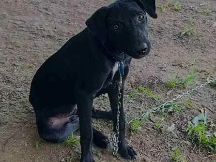 Cachorro ra a Desconhecida  idade 2 a 6 meses nome Oreo