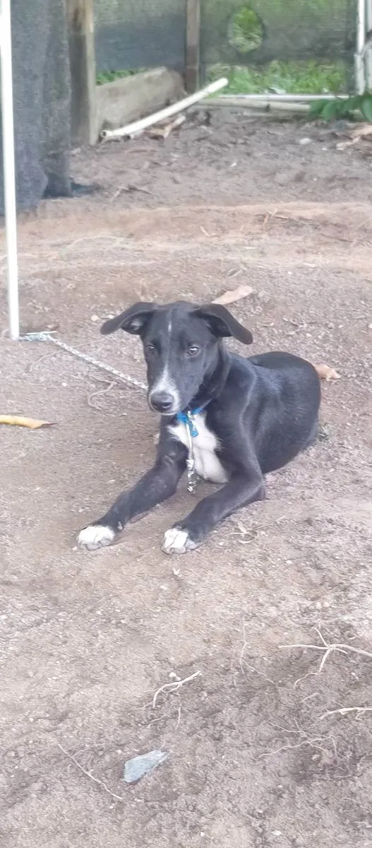 Cachorro ra a Desconhecida  idade 2 a 6 meses nome Batoré 