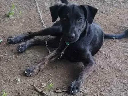 Gato ra a Desconhecida  idade 2 a 6 meses nome Black