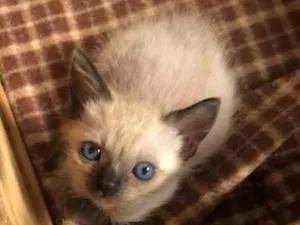 Gato raça Srd idade Abaixo de 2 meses nome Drika
