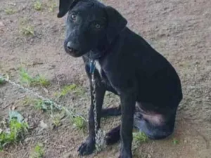 Cachorro raça Desconhecida  idade 2 a 6 meses nome Oreo