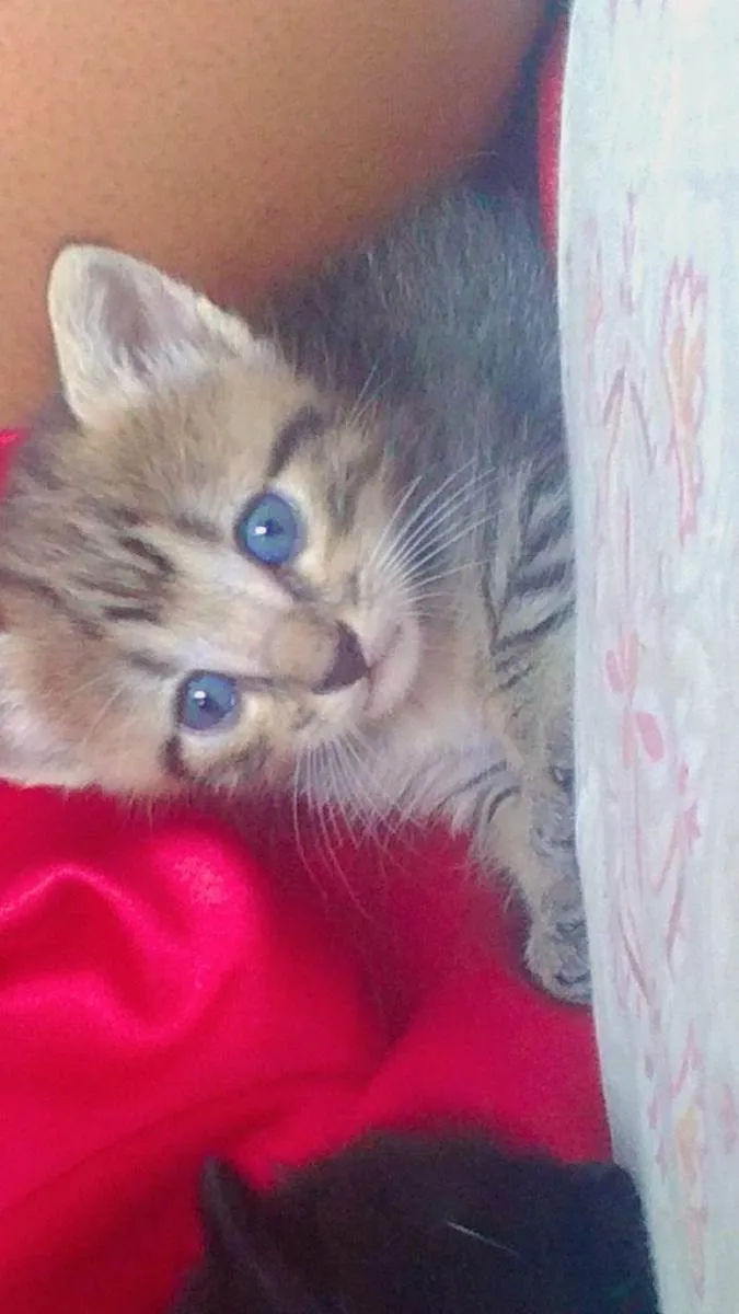 Gato ra a Desconhecido  idade 2 a 6 meses nome Nina e filhostes