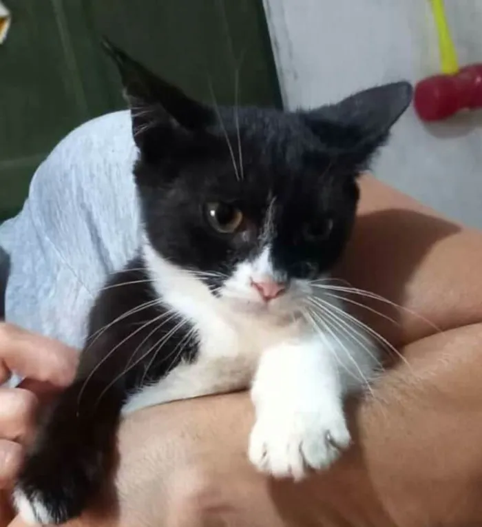 Gato raça  idade 2 a 6 meses nome Filhotes