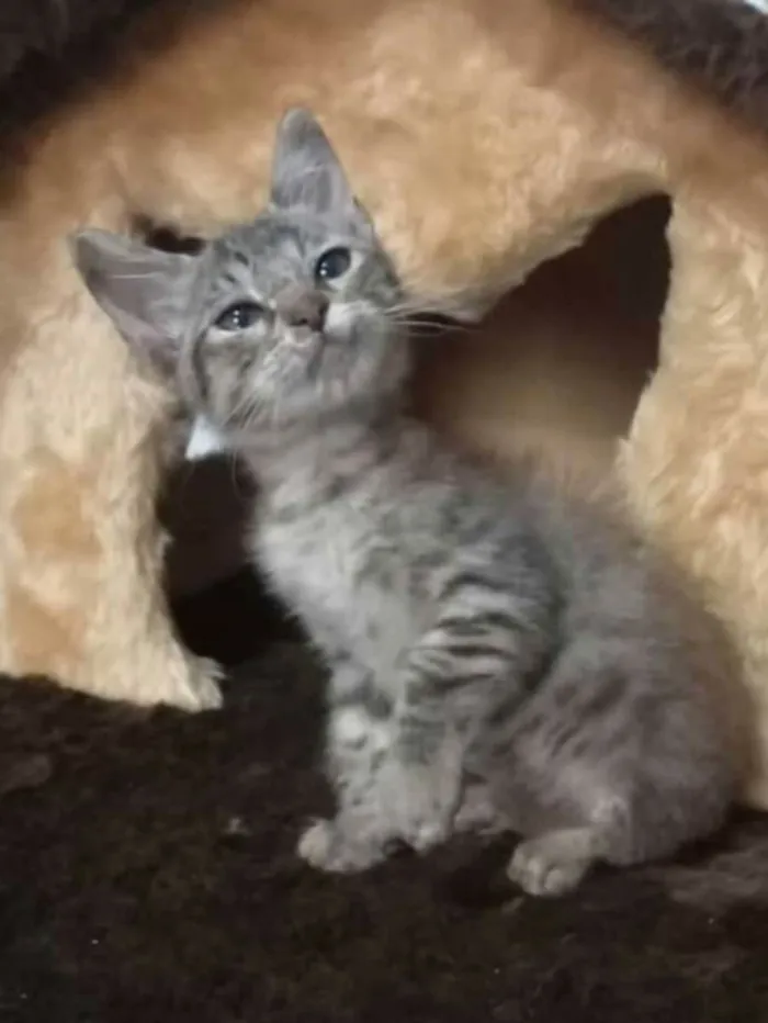 Gato raça  idade 2 a 6 meses nome Filhotes