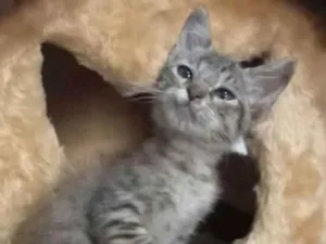 Gato raça  idade 2 a 6 meses nome Filhotes