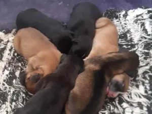 Cachorro raça pastor da mantiqueira x RND idade Abaixo de 2 meses nome filhotes recem nasc