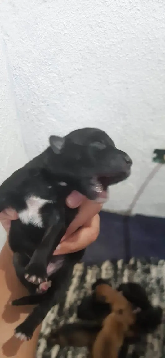 Cachorro ra a pastor da mantiqueira x RND idade Abaixo de 2 meses nome filhotes recem nasc