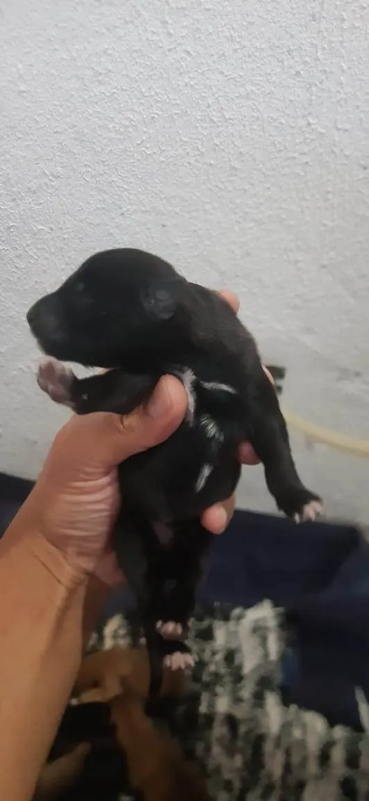 Cachorro ra a pastor da mantiqueira x RND idade Abaixo de 2 meses nome filhotes recem nasc