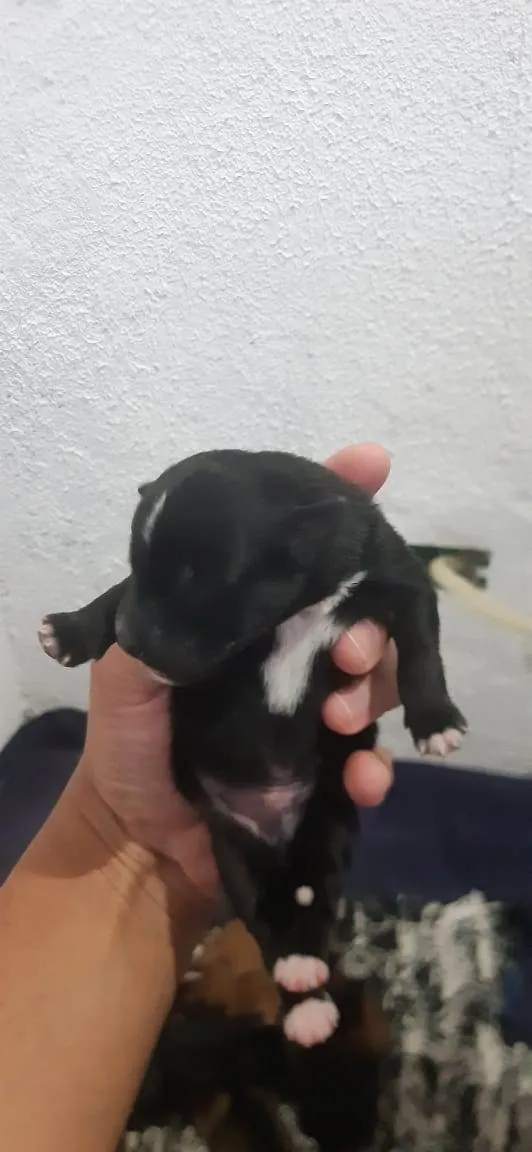 Cachorro ra a pastor da mantiqueira x RND idade Abaixo de 2 meses nome filhotes recem nasc