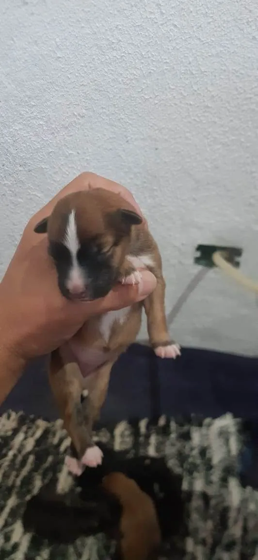 Cachorro ra a pastor da mantiqueira x RND idade Abaixo de 2 meses nome filhotes recem nasc