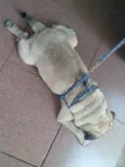 Bruce