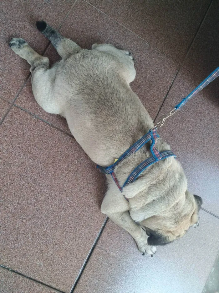 Cachorro ra a PAG idade 5 anos nome Bruce