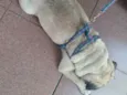 Bruce