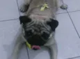 Bruce
