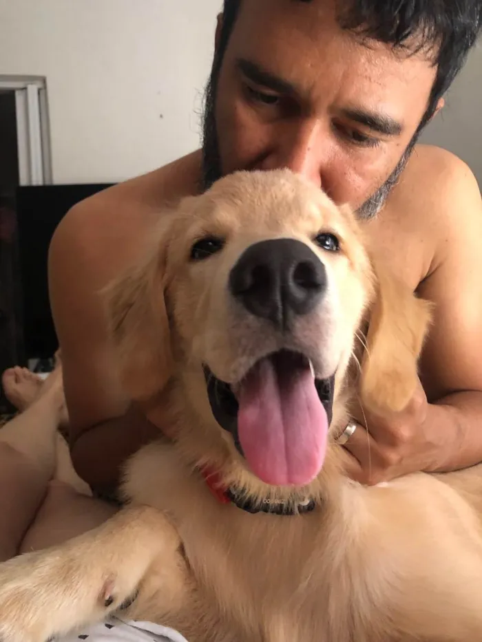 Cachorro ra a Golden retriver idade 2 a 6 meses nome Biu 