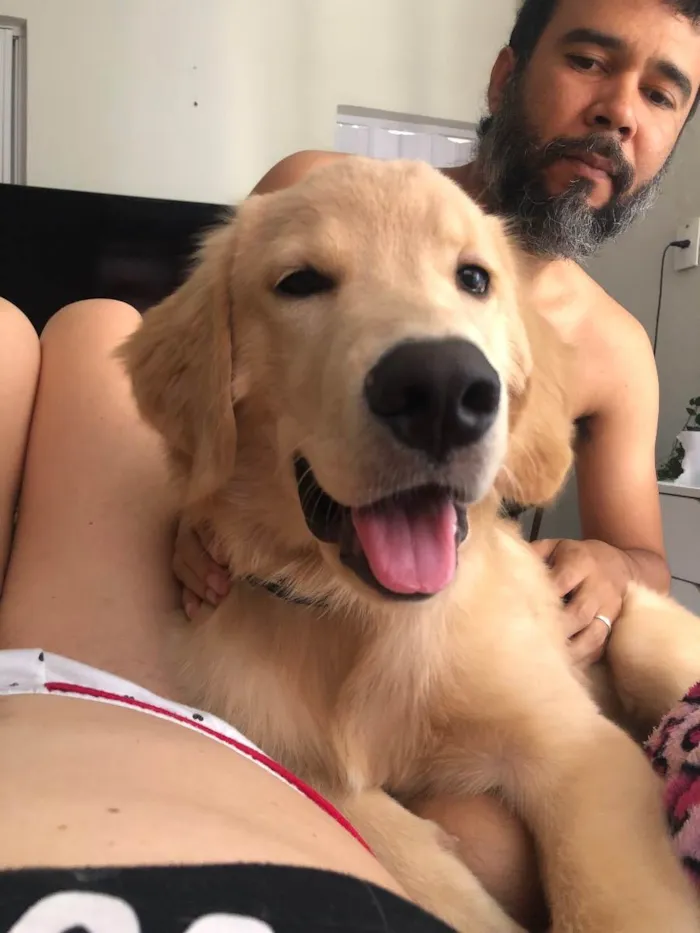 Cachorro ra a Golden retriver idade 2 a 6 meses nome Biu 