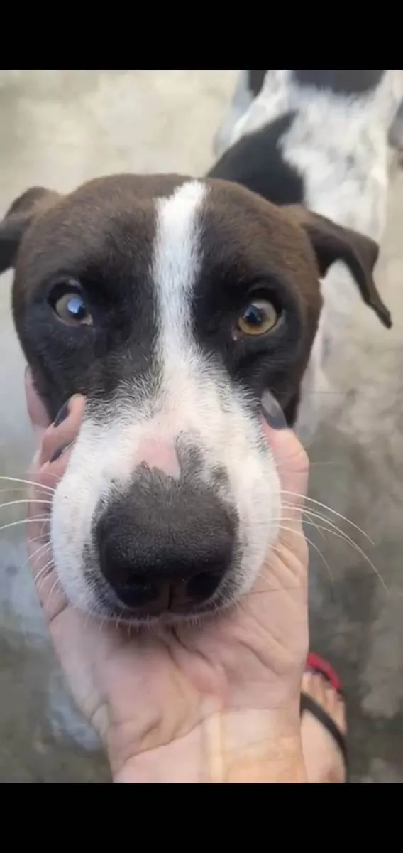 Cachorro ra a Srd idade 1 ano nome  Pixel