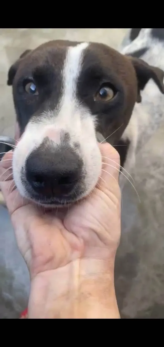 Cachorro ra a Srd idade 1 ano nome  Pixel