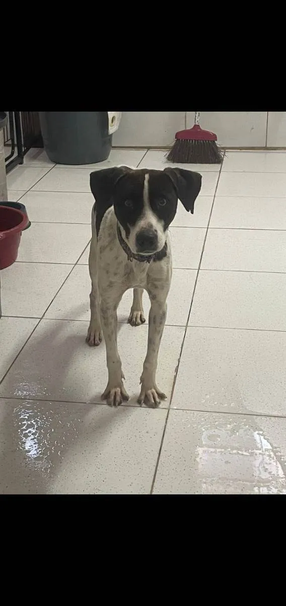 Cachorro ra a Srd idade 1 ano nome  Pixel